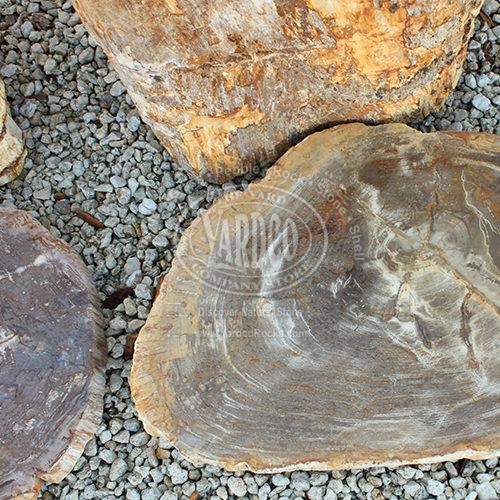 Petrified Wood Paver • Imported - Image 3