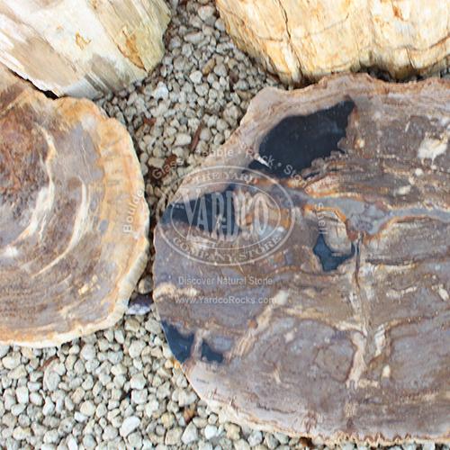 Petrified Wood Paver • Imported - Image 4
