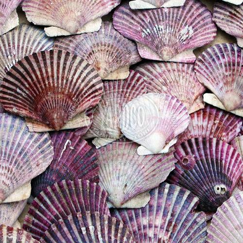 Purple Peruvian Scallop Shells for Sale from Yardco Rock & Stone