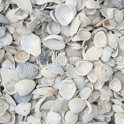 Medium Washed Shell